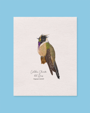 SOBRE LIENZO COLIBRI CHIVITO DEL RUIZ
